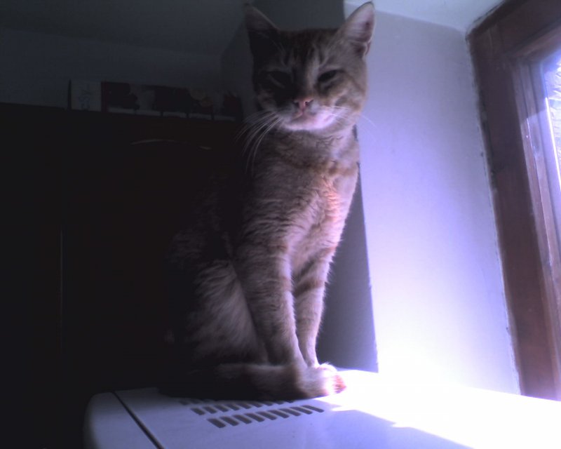Picture0036.jpg, 82 KB